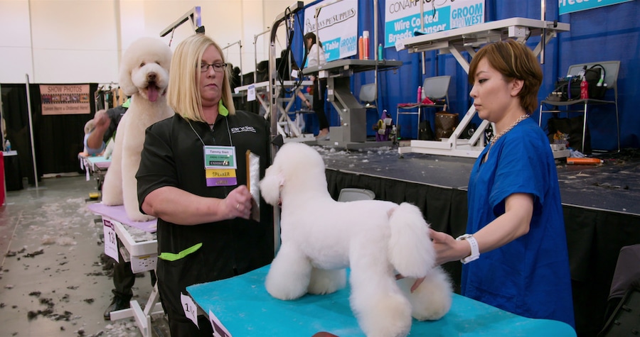 Dogs Season 2 Is Coming to Netflix and They're Looking for Your Pups